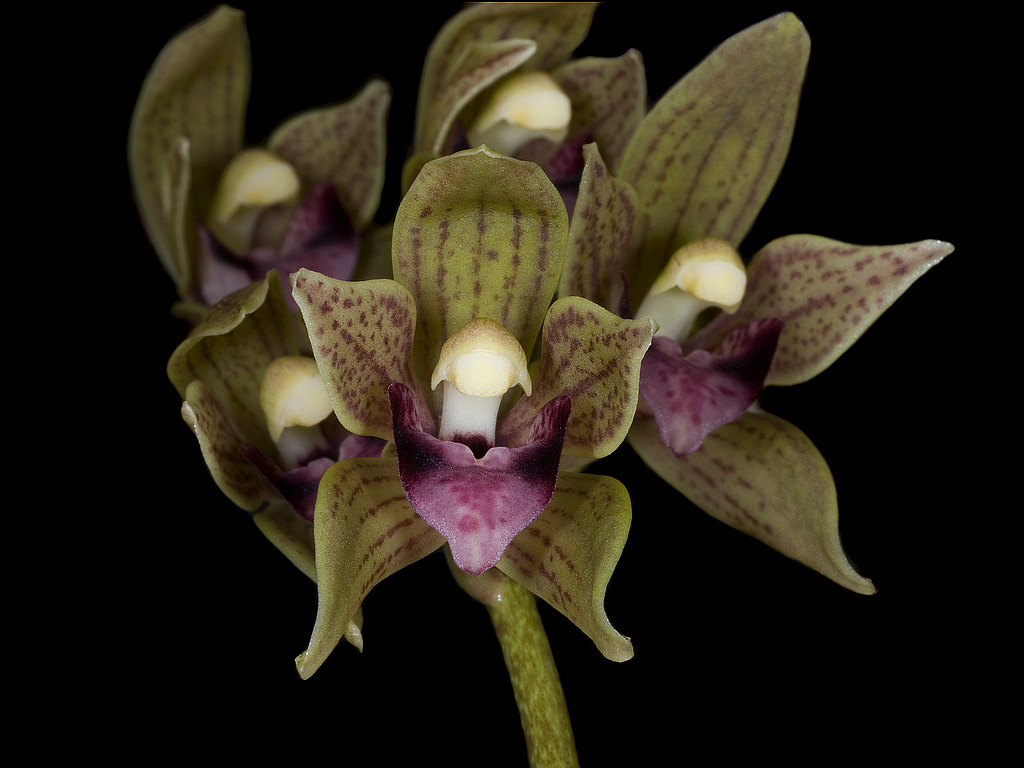 Cymbidium devonianum