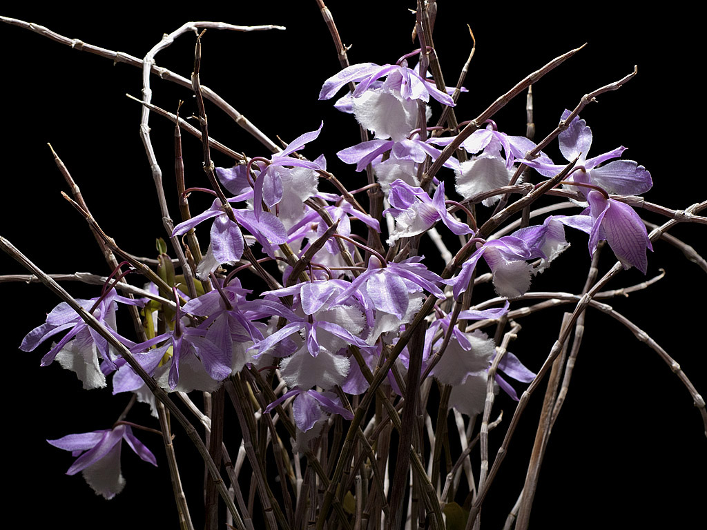 Dendrobium aphyllum 2