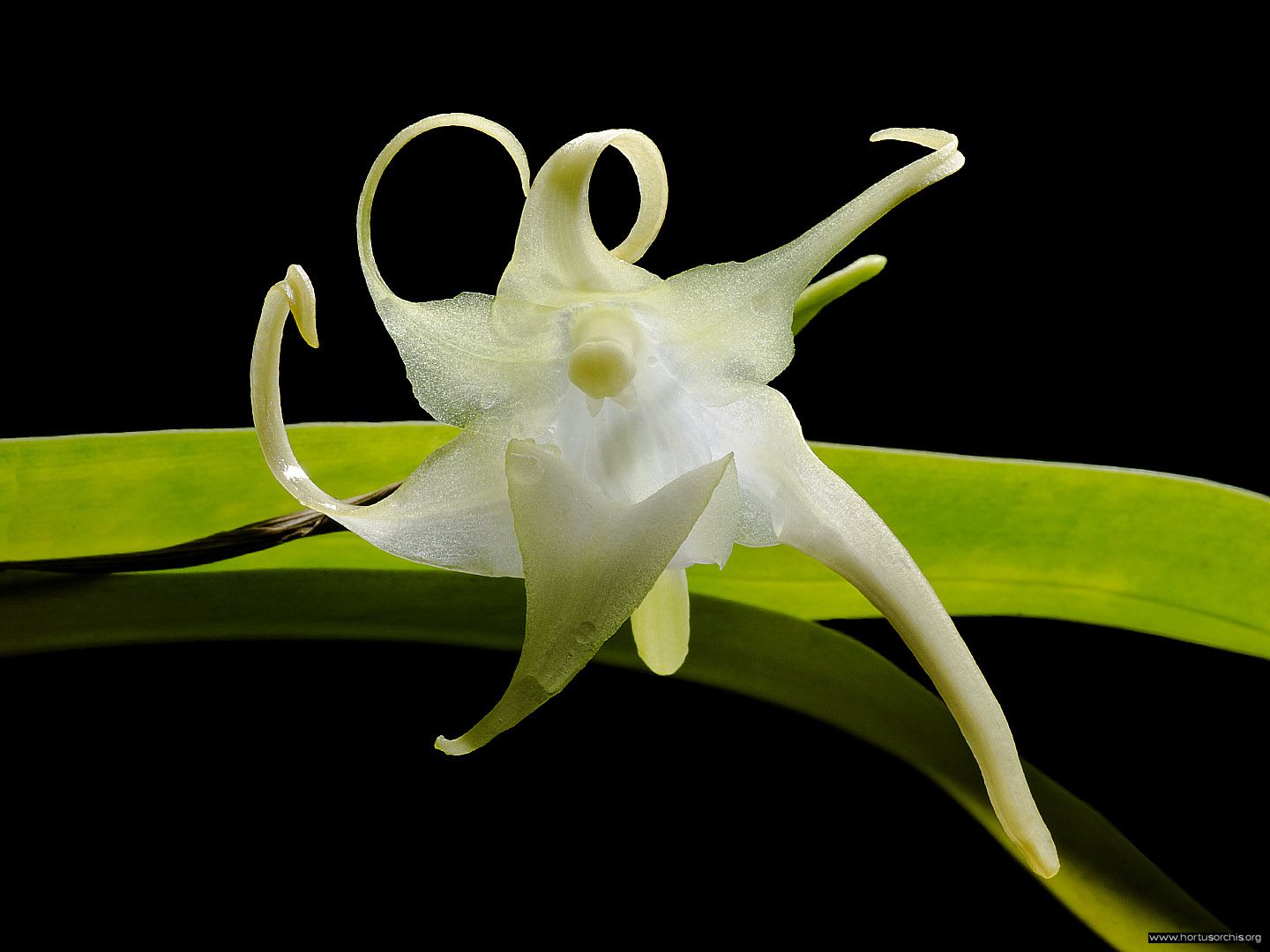 Aeranthes ramosa