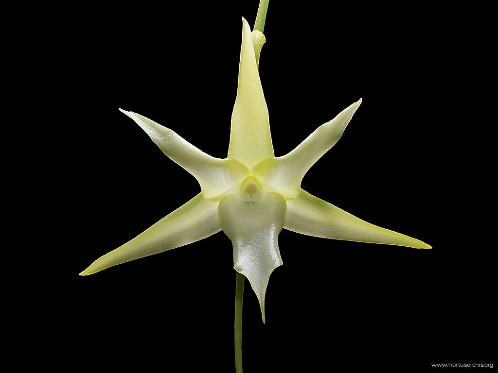 Angraecum sesquipedale 2