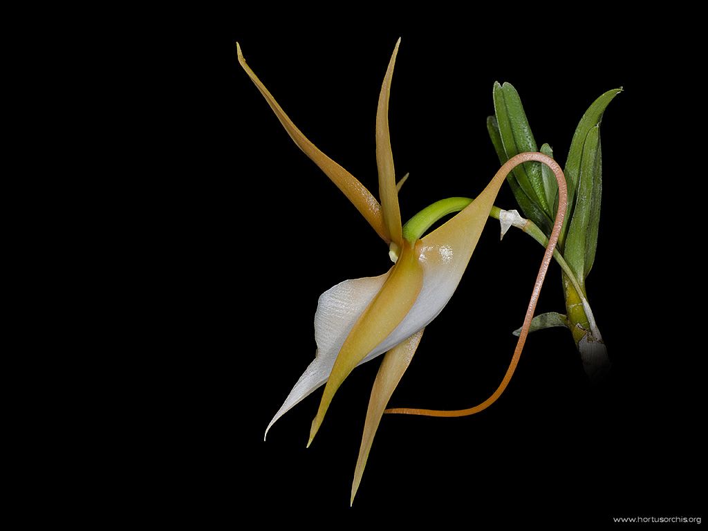 Angraecum viguieri