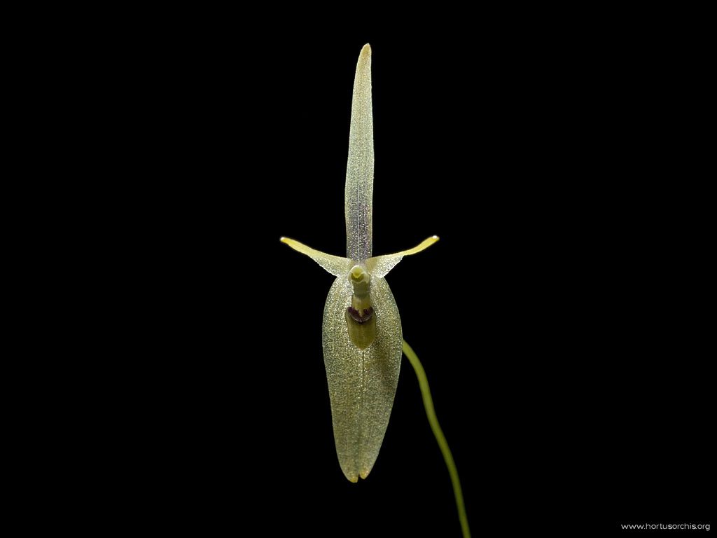 Barbosella cogniauxiana