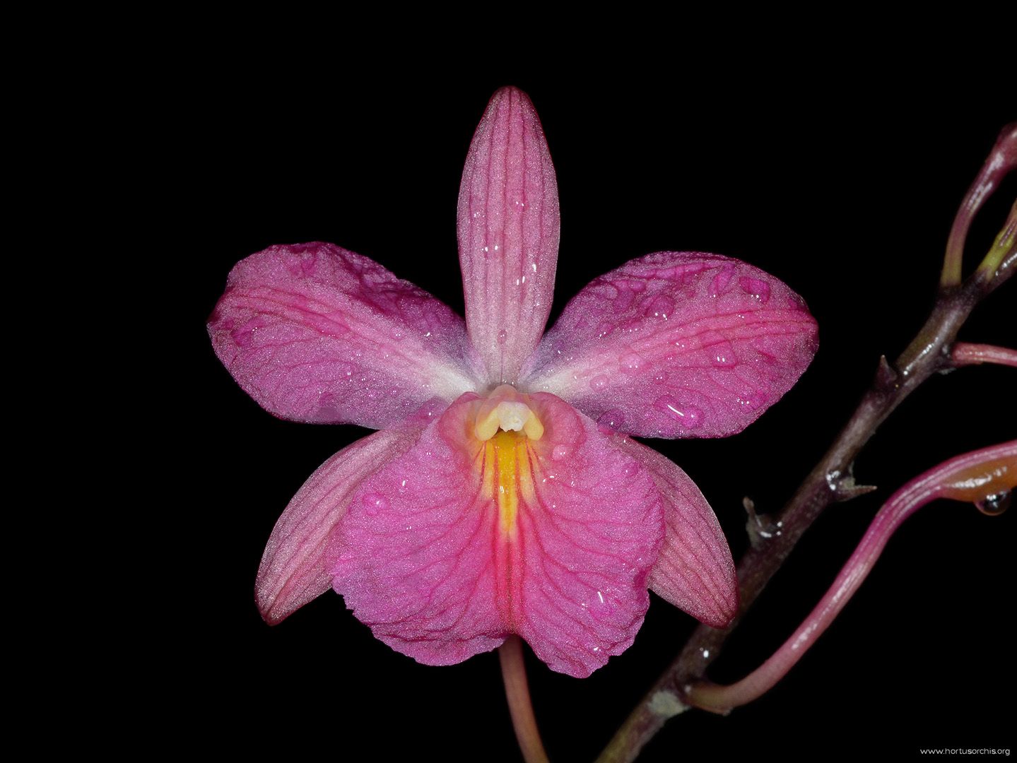 Brougtonia sanguinea