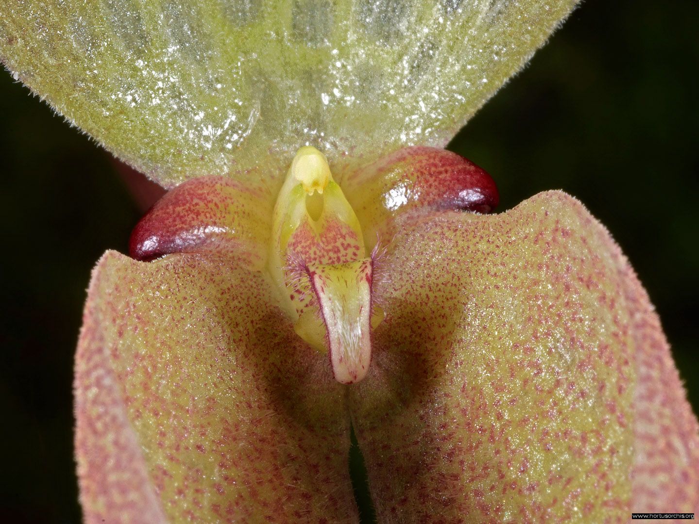 Bulbophyllum arfakianum 1