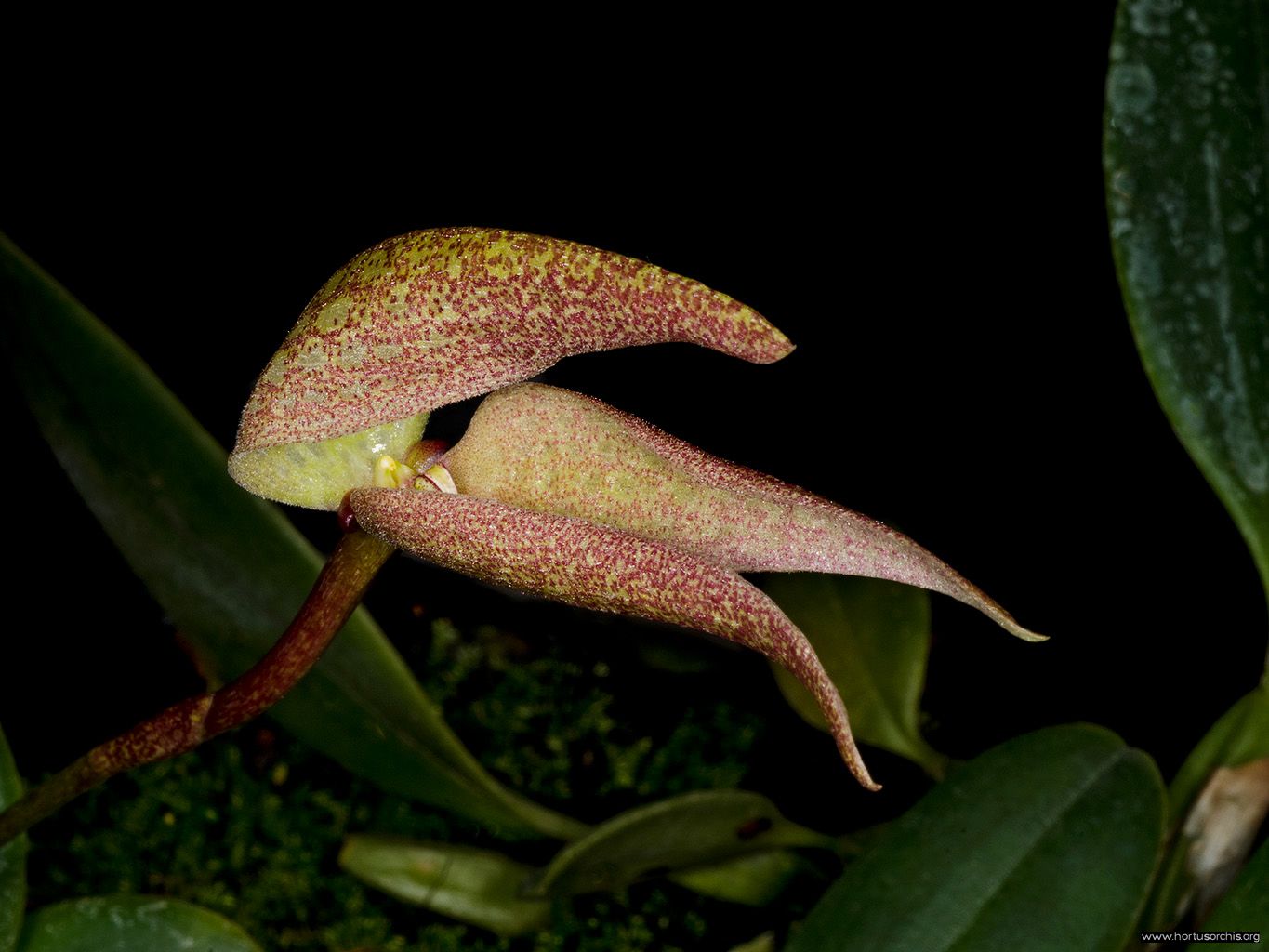 Bulbophyllum arfakianum 2
