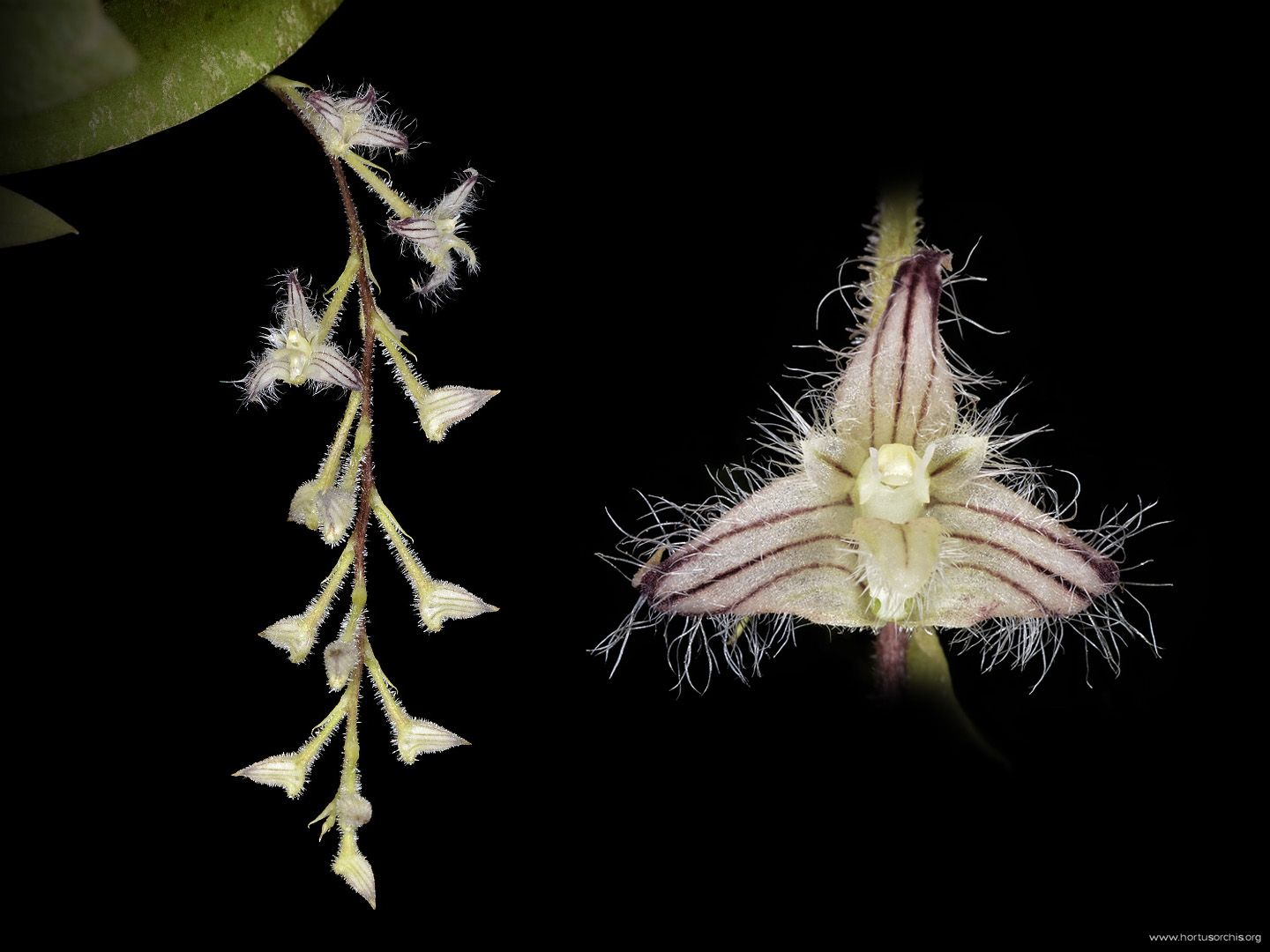 Bulbophyllum lindleyanum