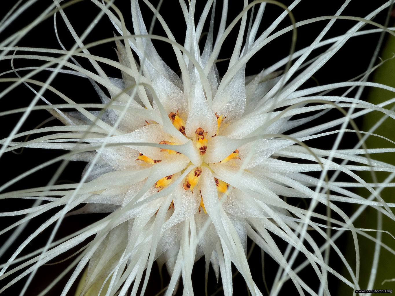 Bulbophyllum medusae