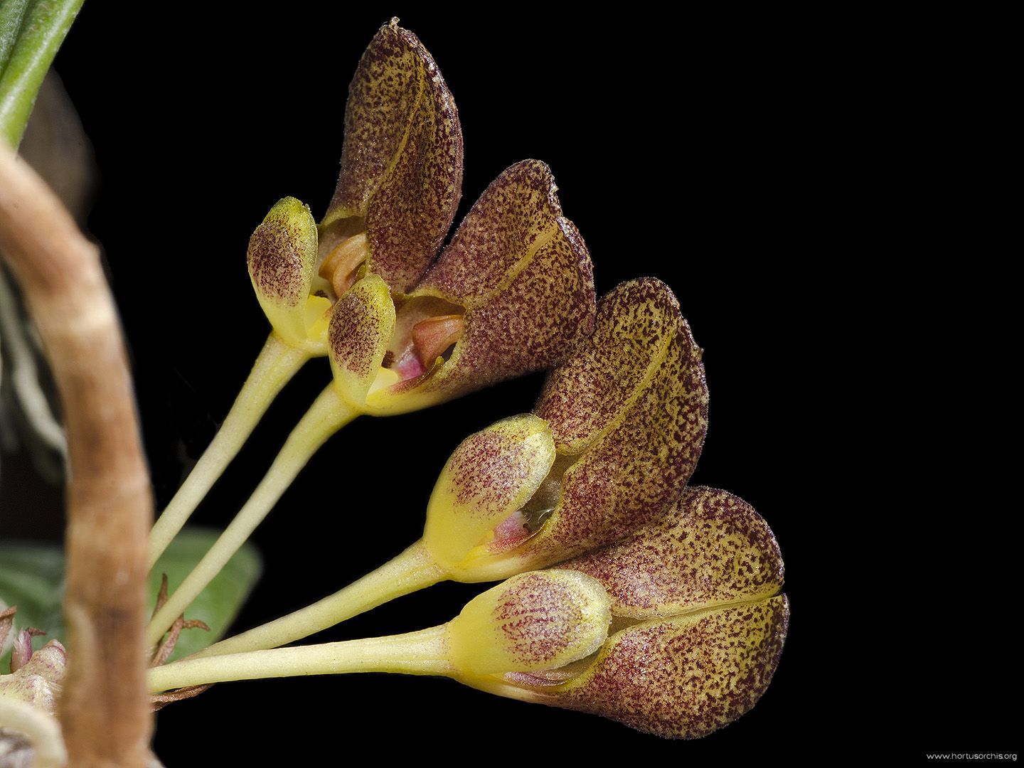 Bulbophyllum spathulatum 1
