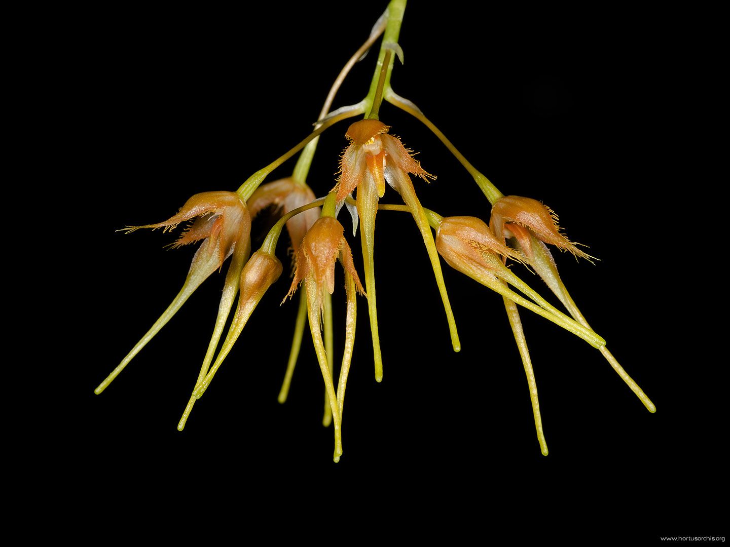 Bulbophyllum taiwanense
