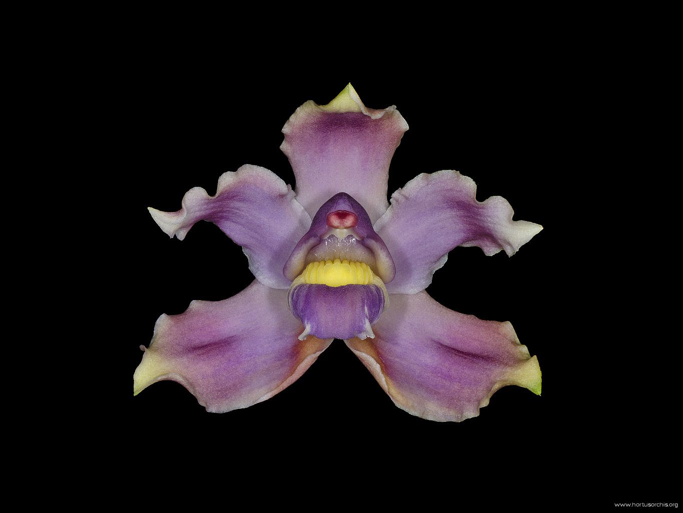 Bollea lawrenceana