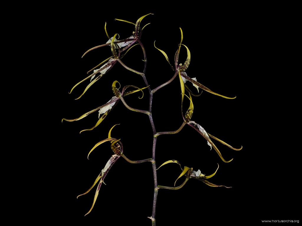 Brassia Toskana 1