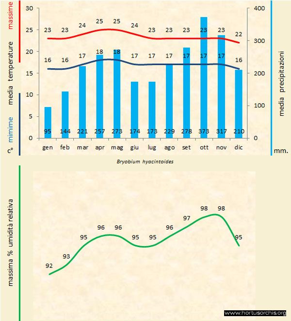 Bryobium hyacintoides a gr it