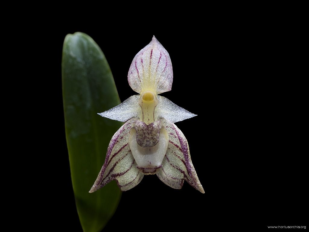 Bulbophyllum ambrosia