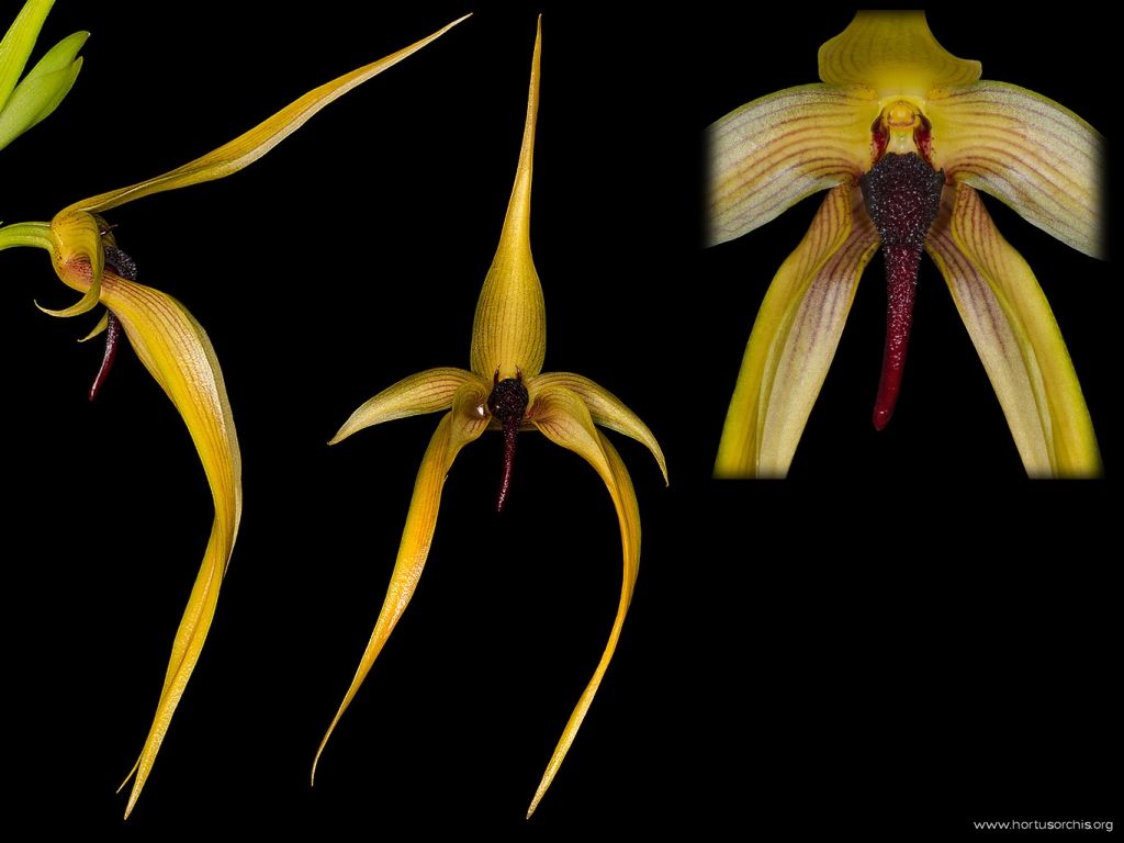 Bulbophyllum carunculatum