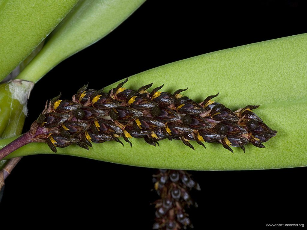 Bulbophyllum crassipes