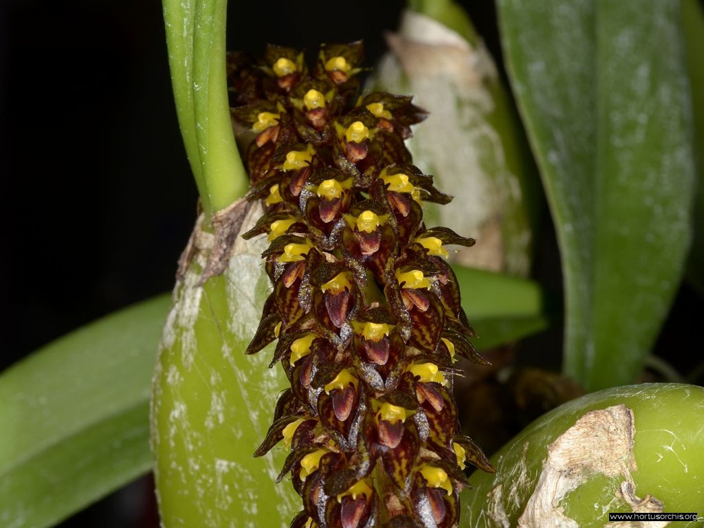 Bulbophyllum crassipes 2