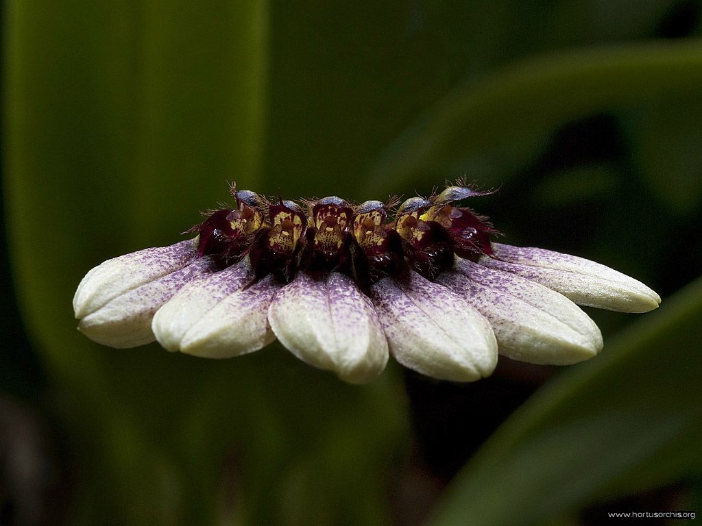 Bulbophyllum flabellum-veneris 1