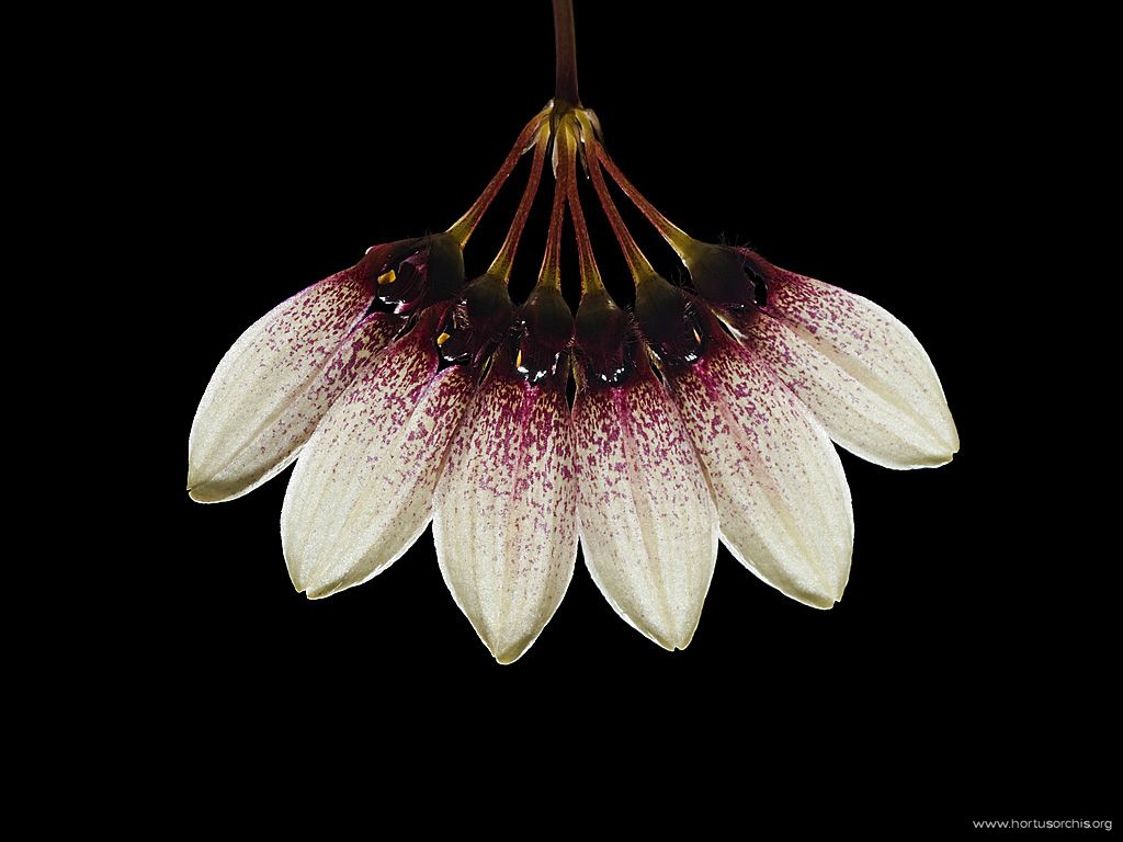 Bulbophyllum flabellum-veneris 2