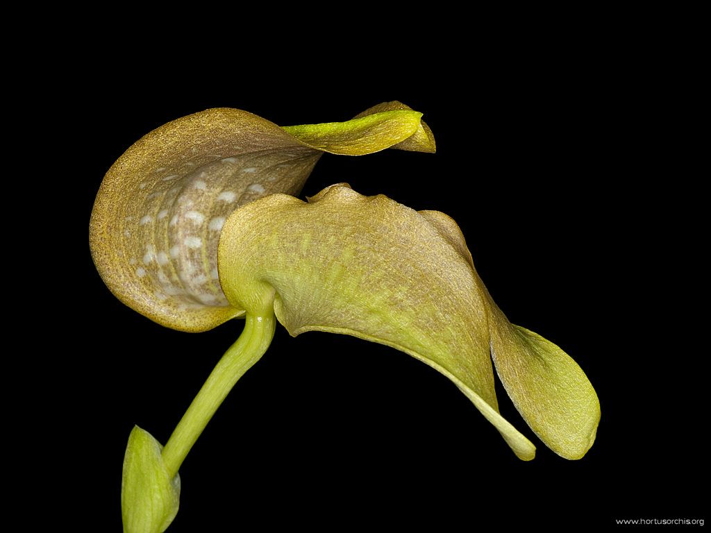 Bulbophyllum grandiflorum