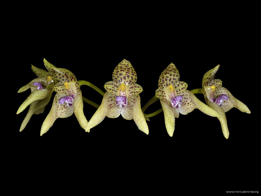 Bulbophyllum guttulatum