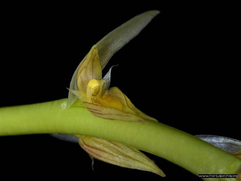 Bulbophyllum macrocoleum