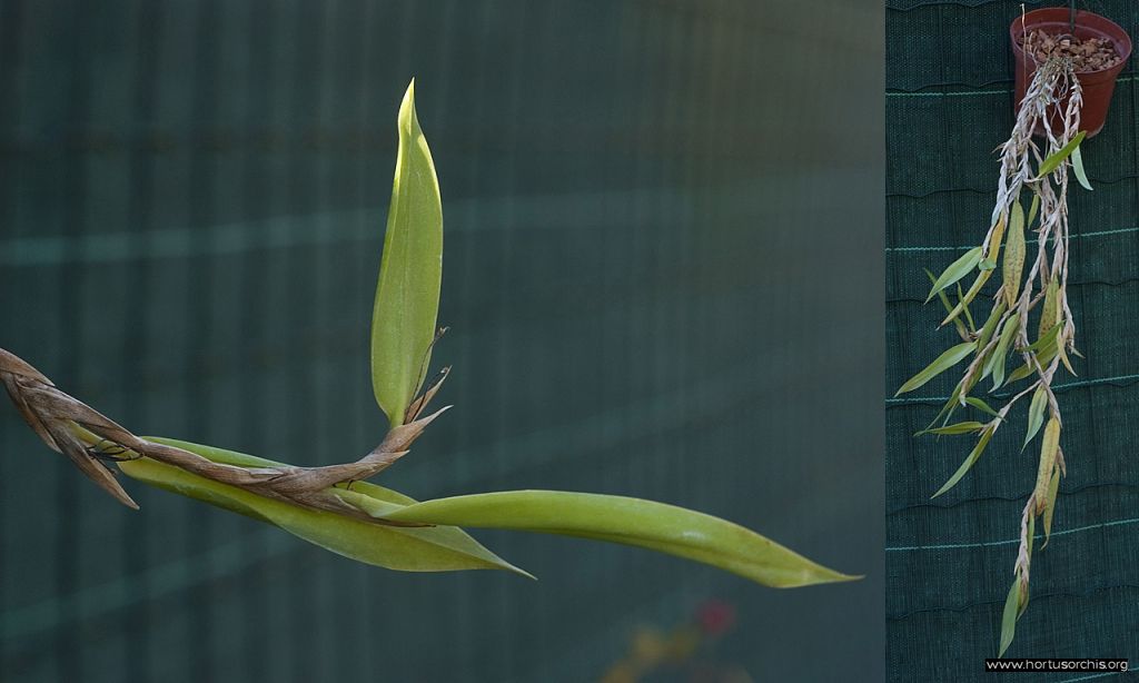 Bulbophyllum perpendiculare