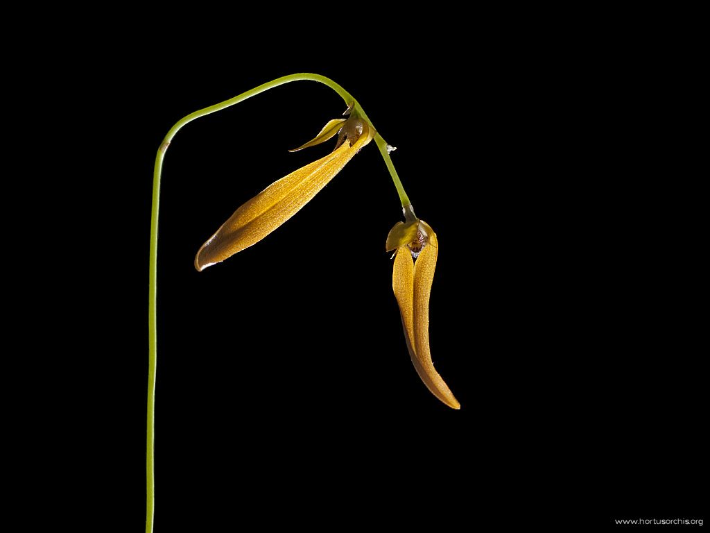 Bulbophyllum refractum