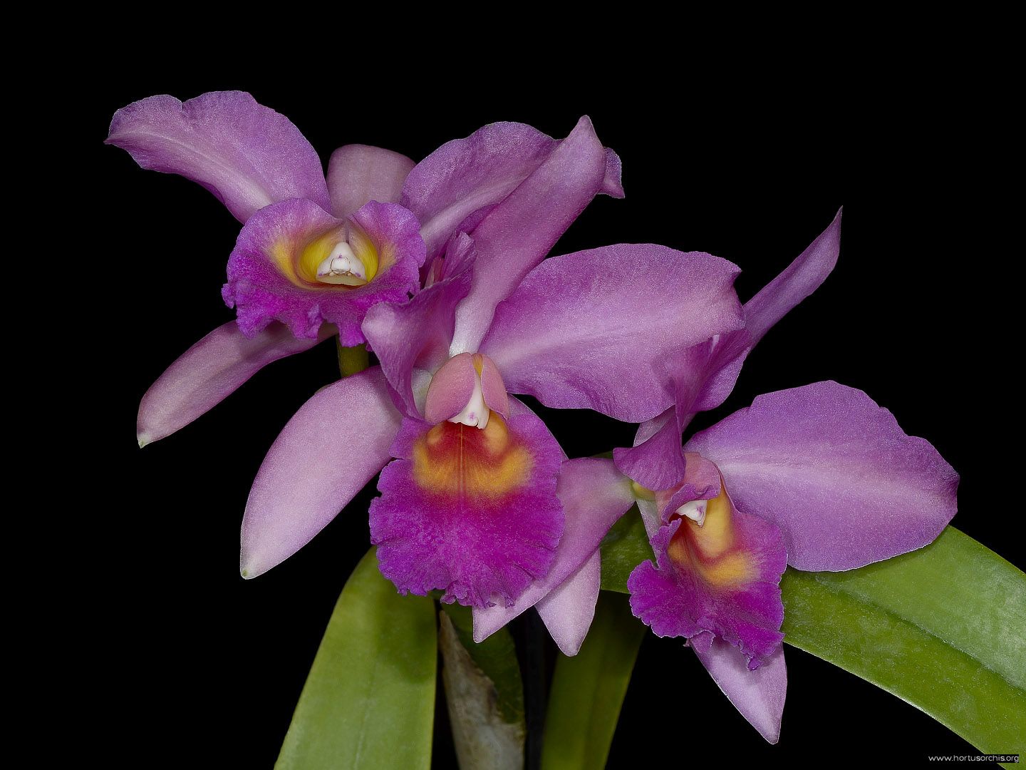 Cattleya B. Terzi