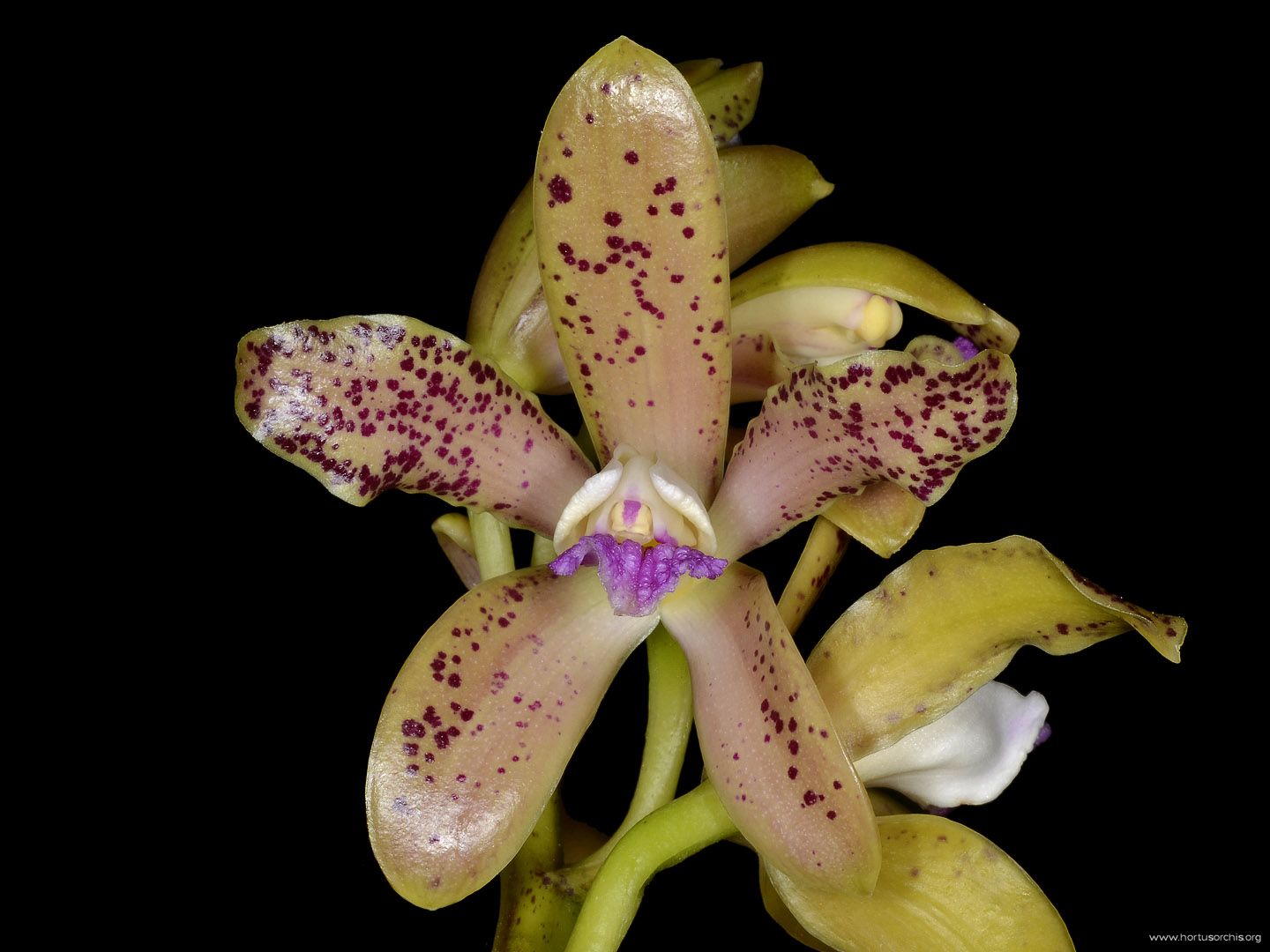 Cattleya guttata f munda