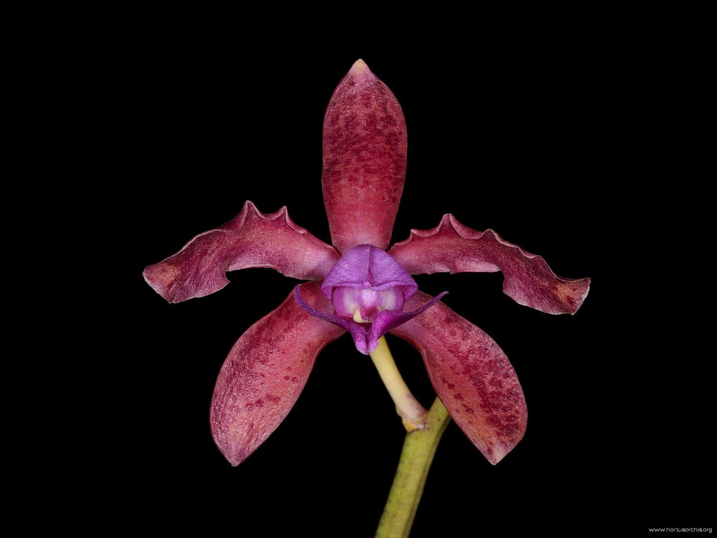 Cattleya leopoldii