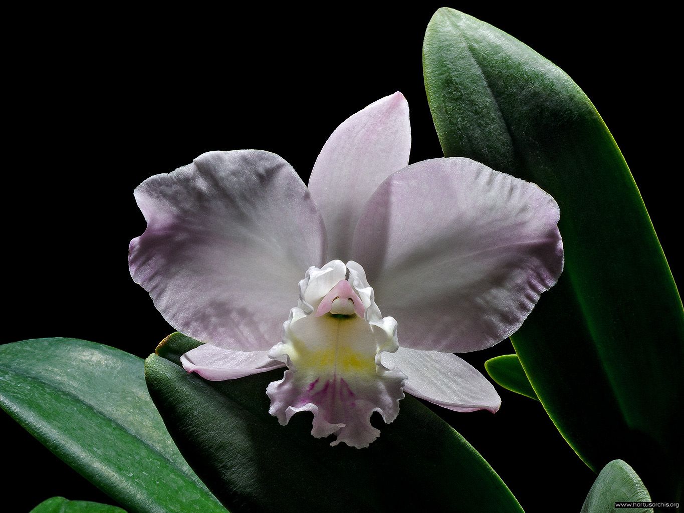 Cattleya loddigesii