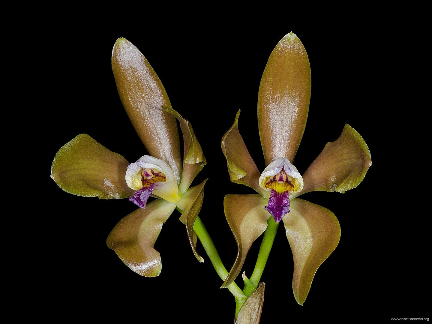 Cattleya porphyroglossa