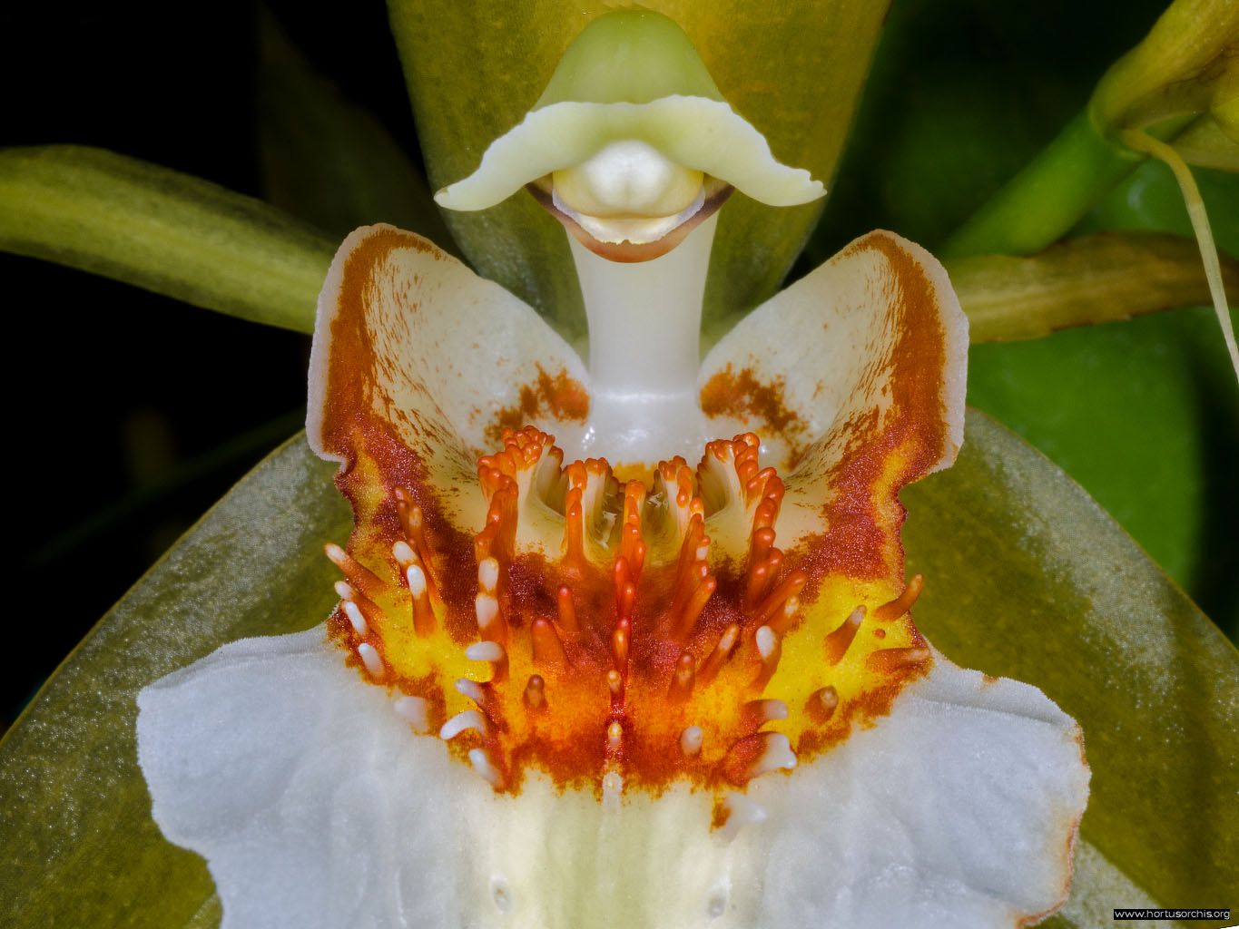 Coelogyne lawrenceana