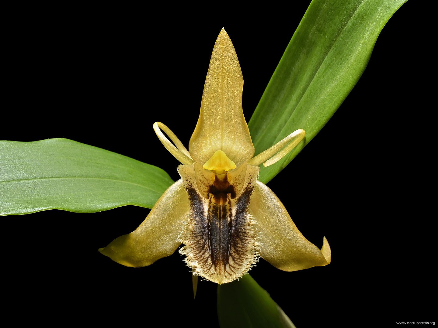 Coelogyne ovalis