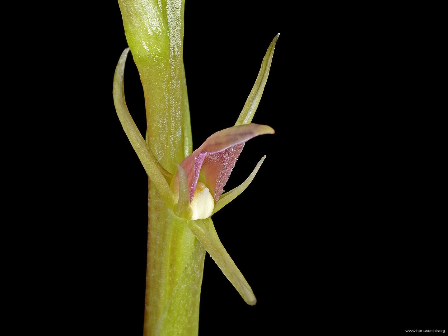 Cryptostylis arachnites