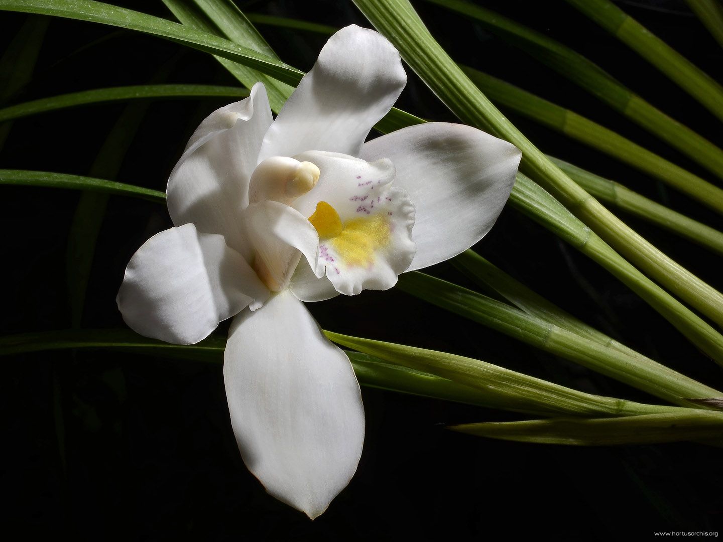 Cymbidium eburneum