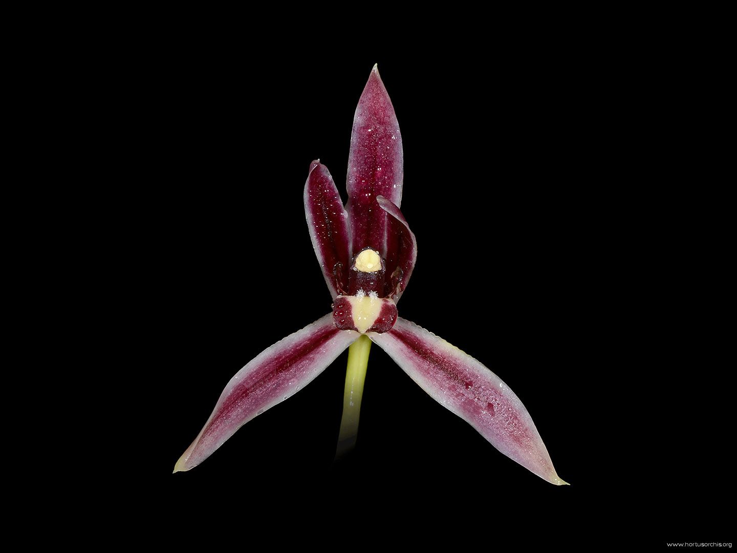 Cymbidium lancifolium