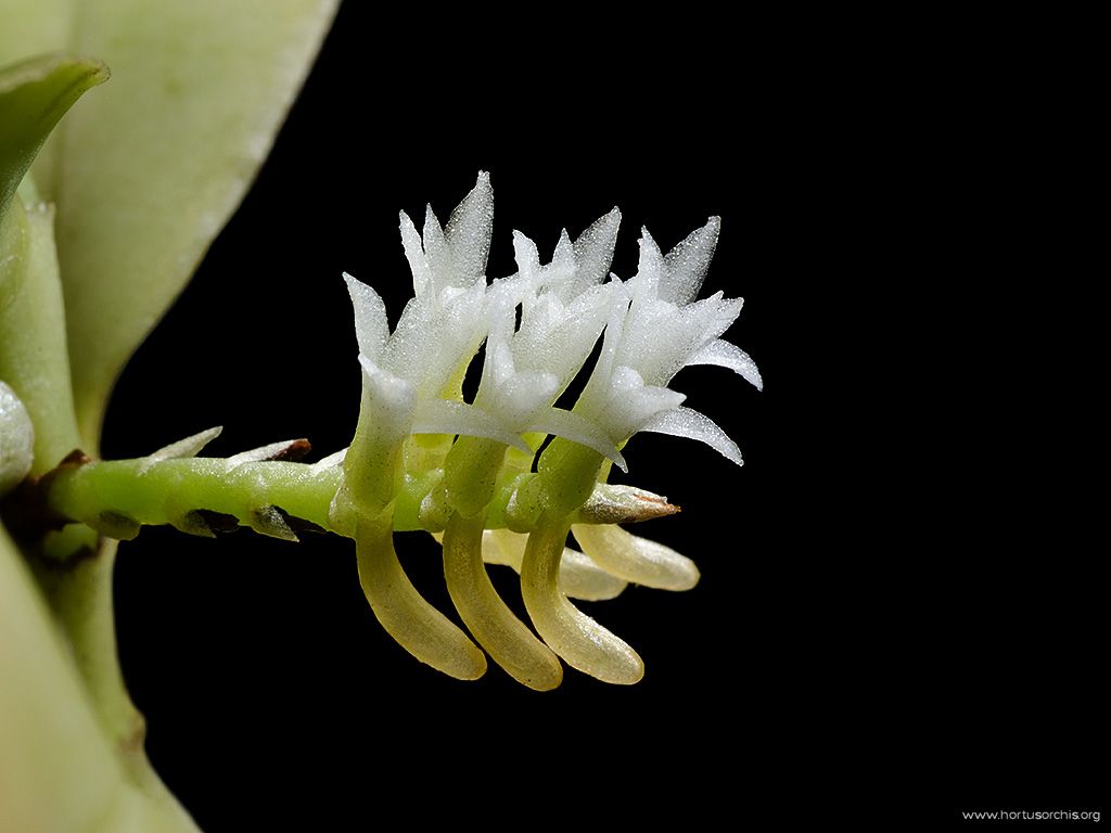 Campylocentrum colombianum