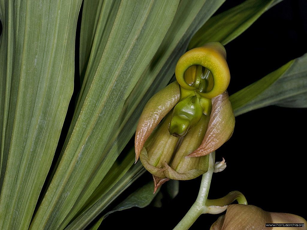 Catasetum integerrimum