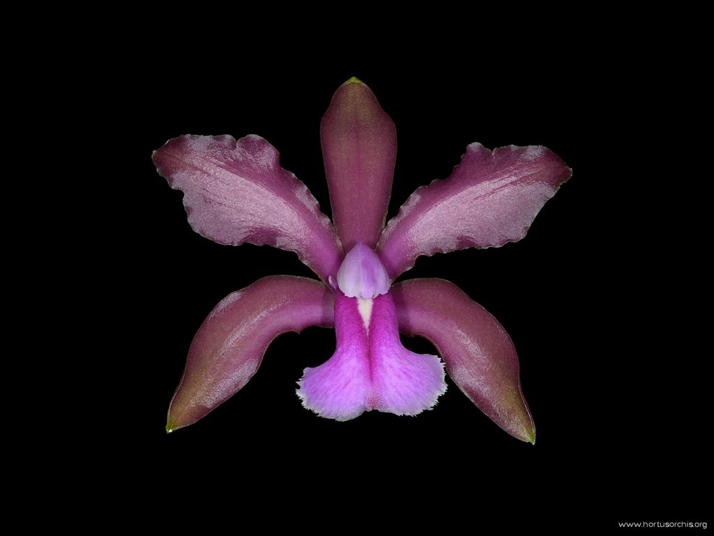 Cattleya bicolor