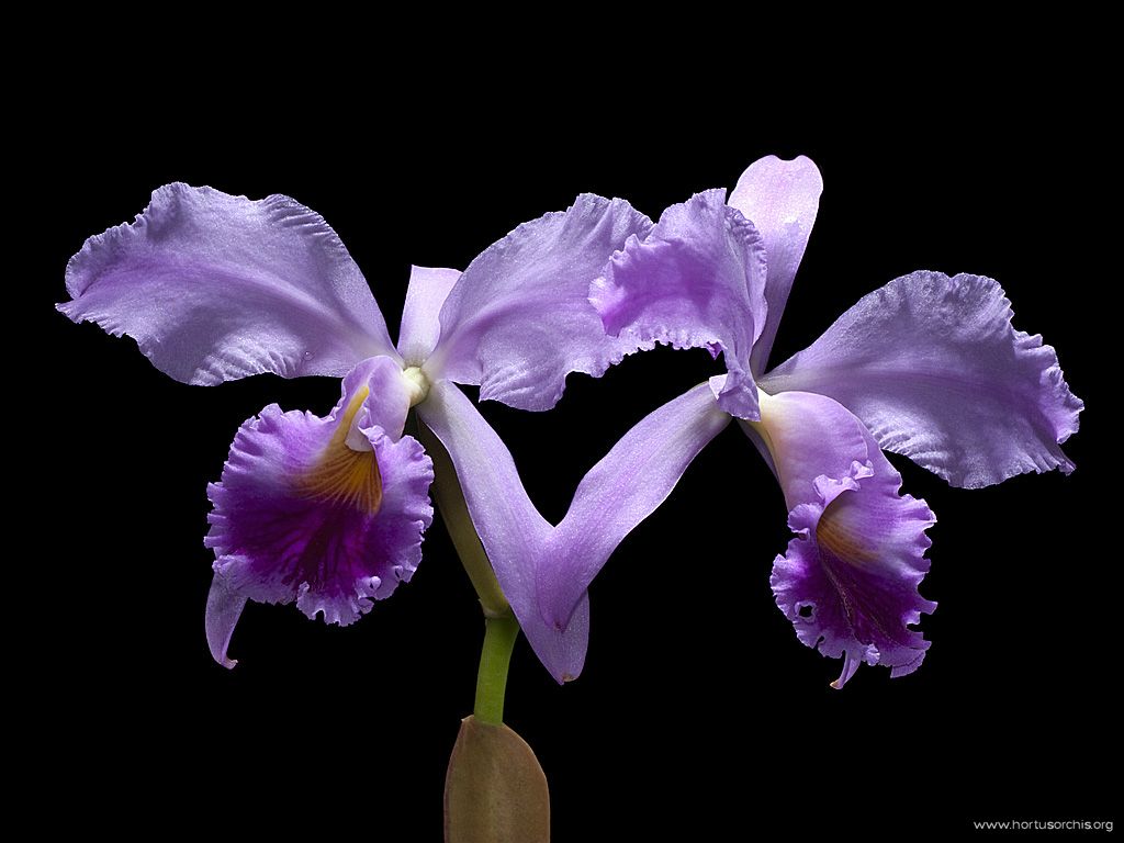 Cattleya jenmanii 2