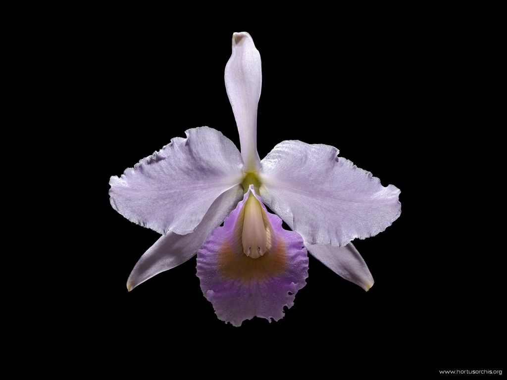 Cattleya schroederae