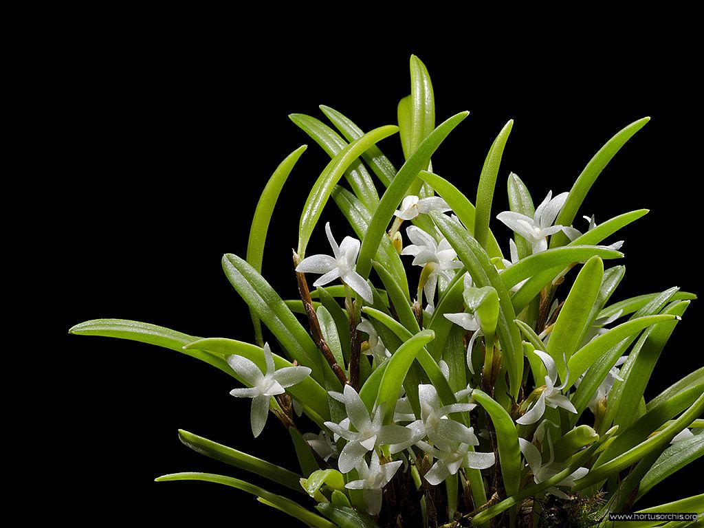 Ceratostylis philippinensis 2