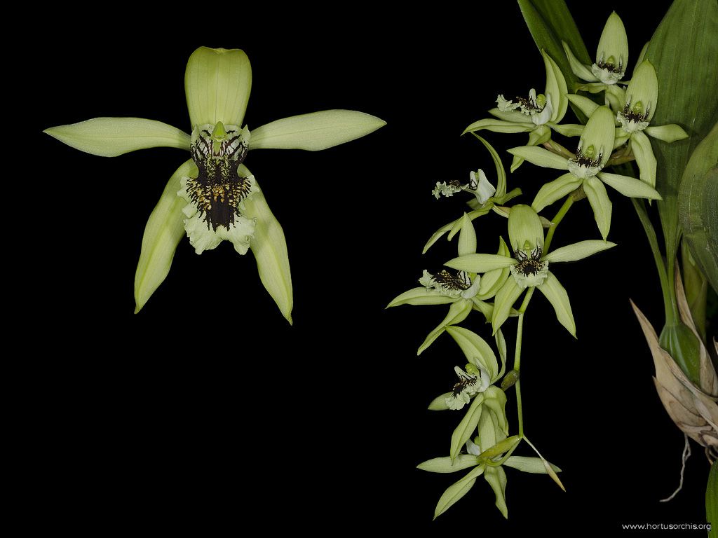 Coelogyne Burfordiense 2