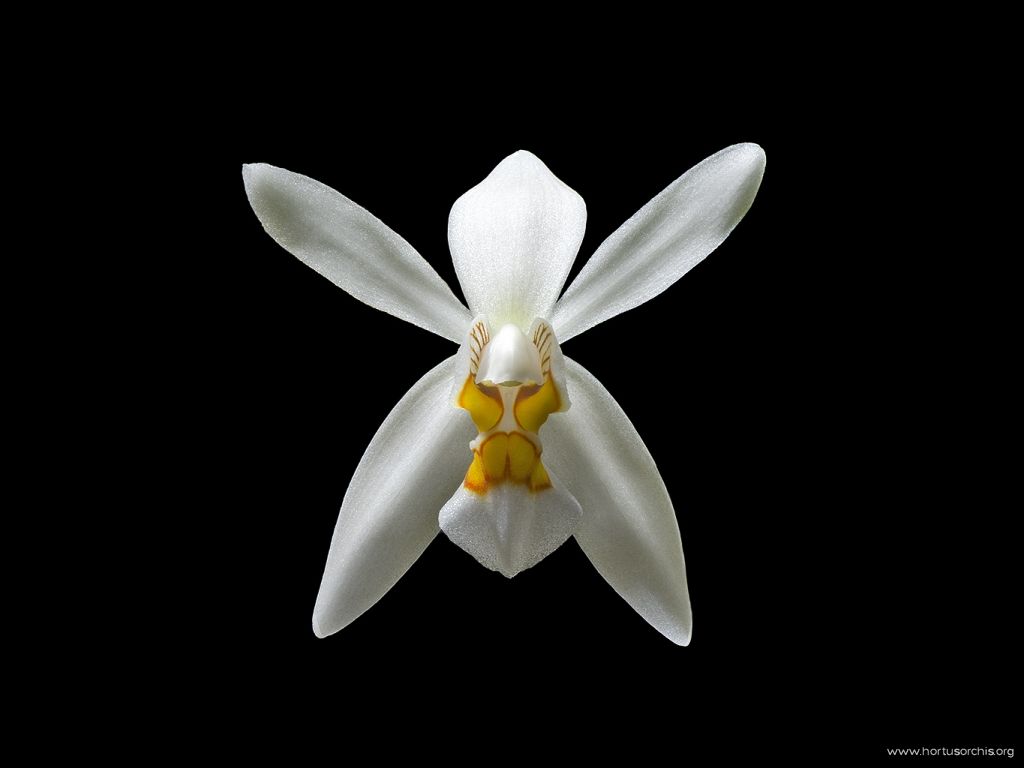 Coelogyne corymbosa