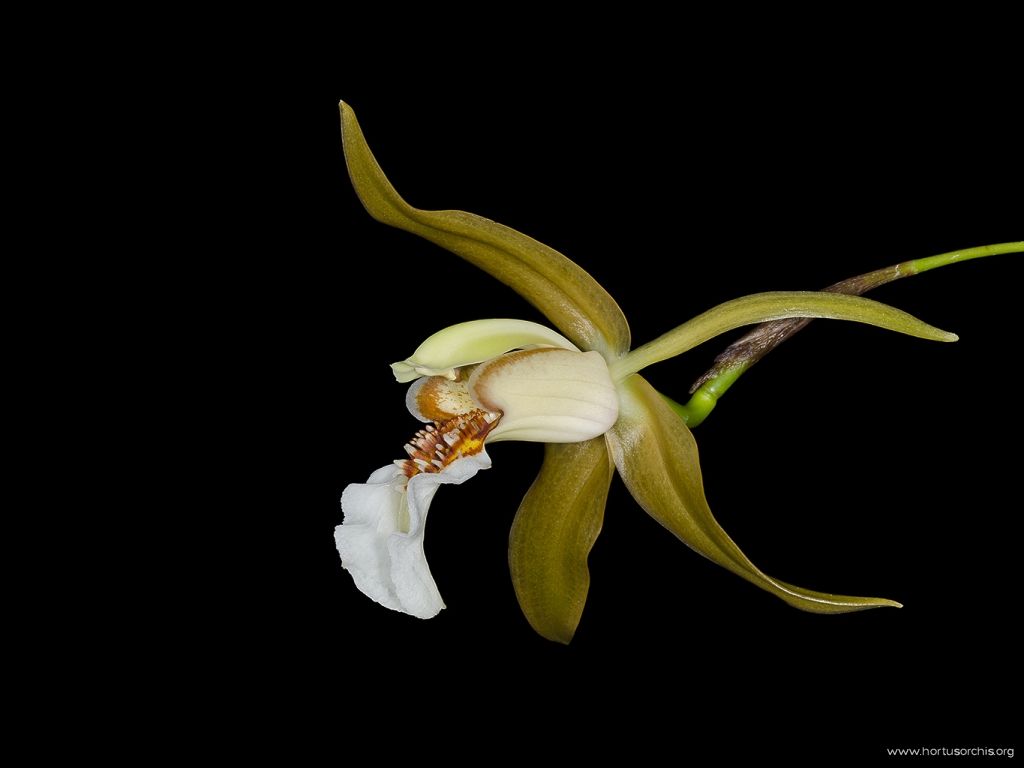 Coelogyne lawrenceana