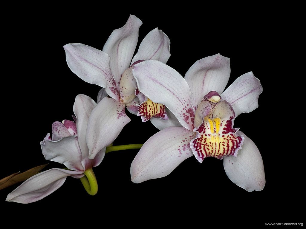 Cymbidium Clarisse 2