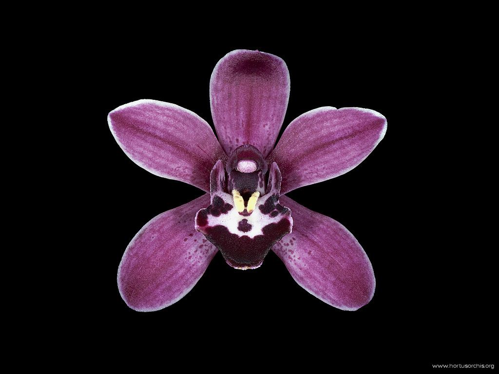 Cymbidium Velvet 2