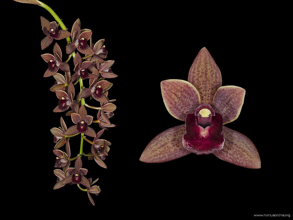 Cymbidium canaliculatum