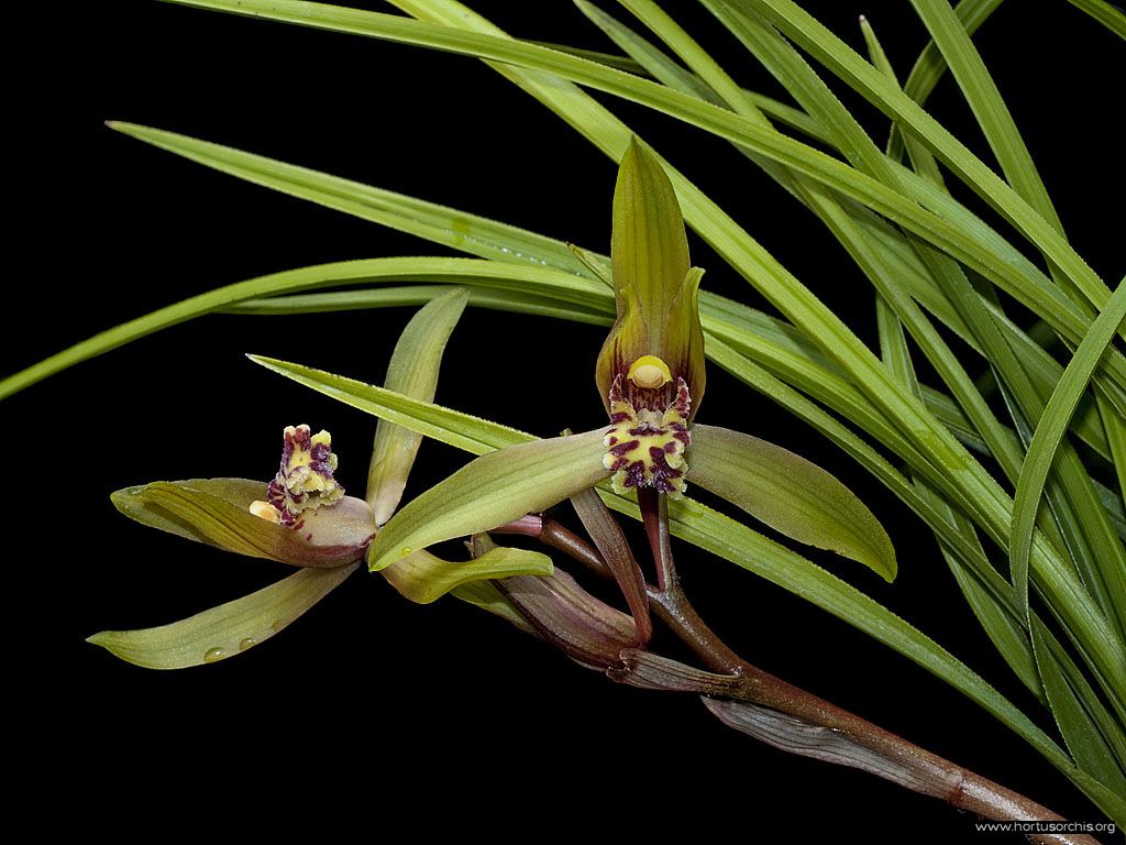 Cymbidium cyperifolium